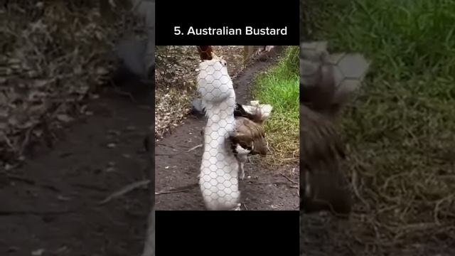 Звуки животных
