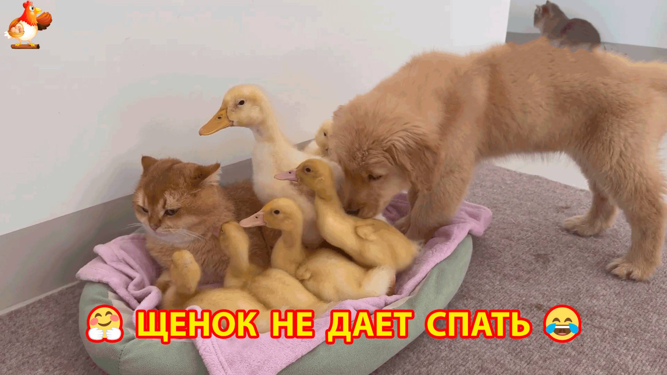 Щенок нарушает отдых Утят и Кошки ❣️🥰😂