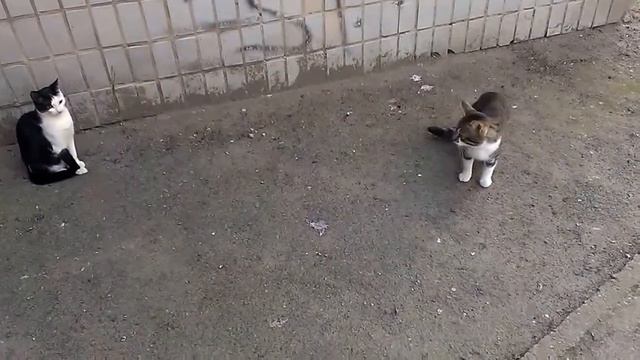две кошки