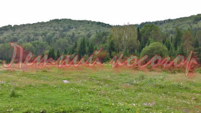 Летний  косогор (июль 2024)