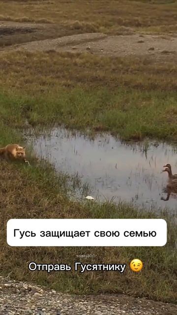 Гусь защищает свою семью 🐦🐦🐦🦊