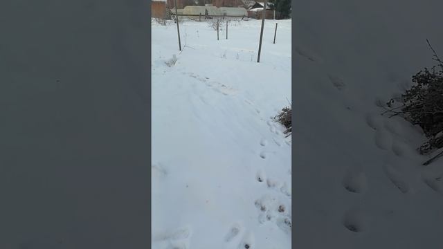 VID_20250313_075710.mp4