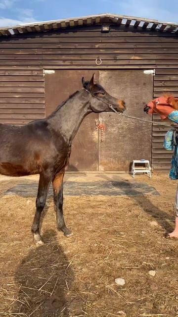 Арабский жеребчик шоу класса на продажу.