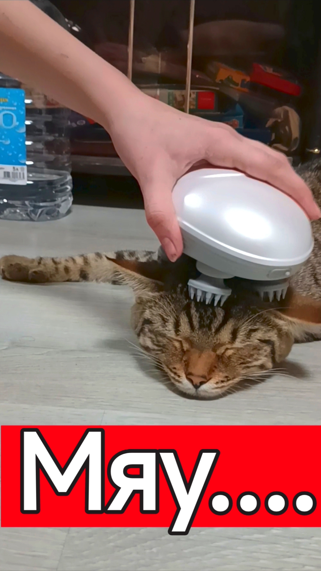 И нет нам покоя...🤣👏 #shorts #cute #cat #music #funny #кот