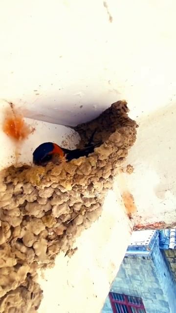 Swallow Bird Building Mud Nest #birds #motivation #shorts #reels #viral #success #successmotivation