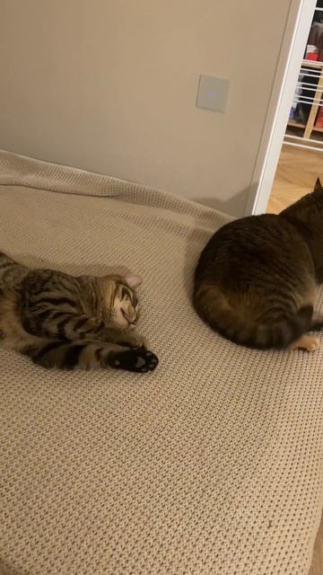 Кожаные говорят, возврат оформить на него нельзя #кот #котик #кошка #котики #коты #котенок #котята