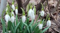 Первые Подснежники