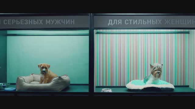 Glavstroy: "Kittens" commercial // Главстрой: Ролик «Котики» для ЖК «Столичный»