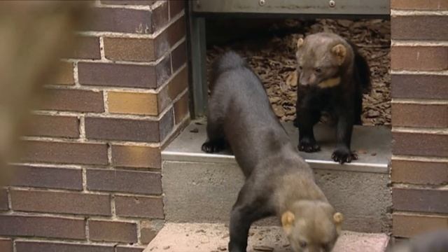 Tayras: So ticken die kleinen Marder | Panda, Gorilla & Co.