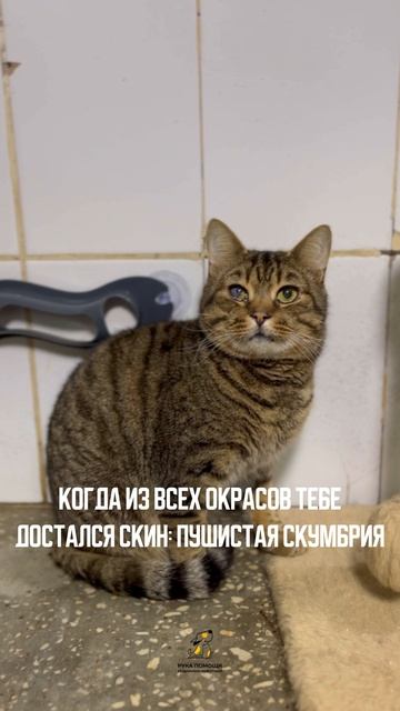 Пушистая скумбрия по кличке Баха. Поддержать⬇️