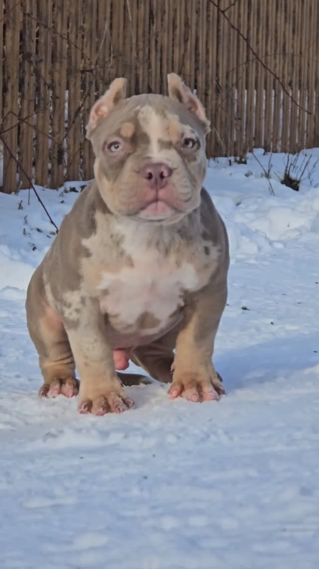 Чудный мальчишка Мэджик💙💜 Забавный очень милый 🐣3мес Зефир❌Люси +79261413092 свободен