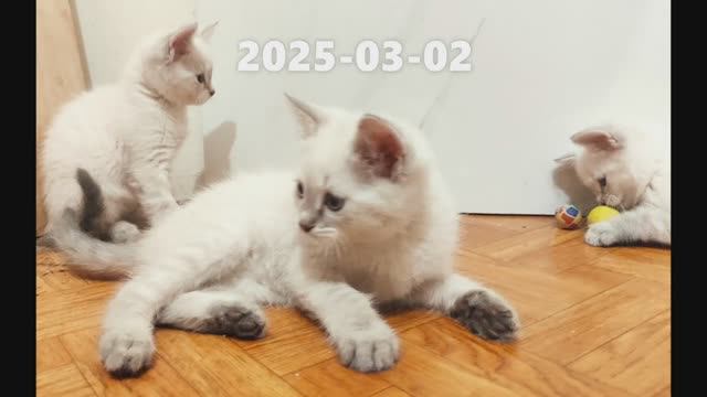 kittenCat2-20250302