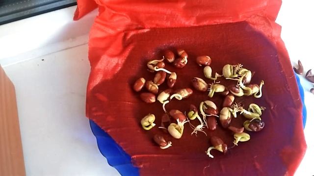 VLOG Огород на подоконнике Часть 2