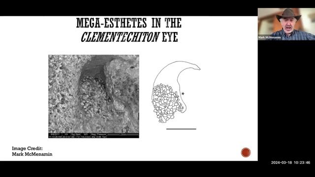 Chitons and the Origin of Eyes