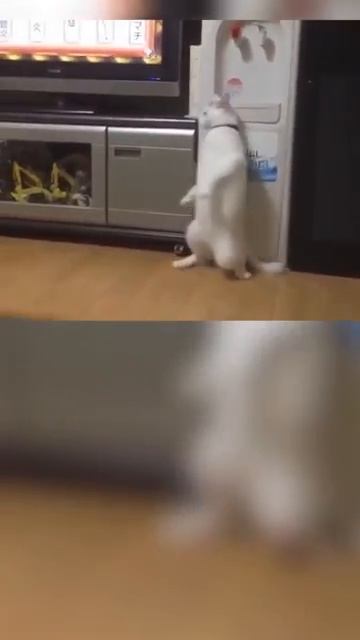 Кот скинволкер.