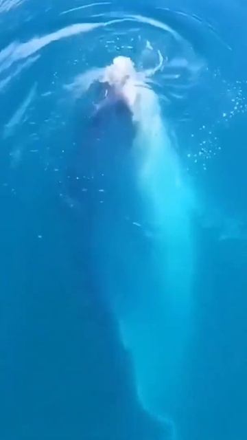 dolphin 🐬