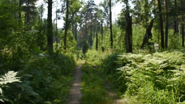 Новососедово.Зверобой.(Моё первое видео)