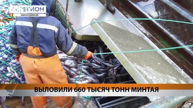 ДАЛЬНЕВОСТОЧНЫЕ РЫБАКИ ВЫЛОВИЛИ БОЛЬШЕ 660 ТЫСЯЧ ТОНН МИНТАЯ• НОВОСТИ КАМЧАТКИ