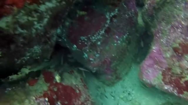 Plongée Unawatuna sea horse diving