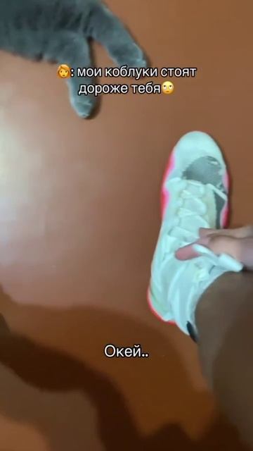 бокс