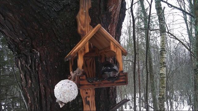 Кино для Вас и Ваших Кошек!