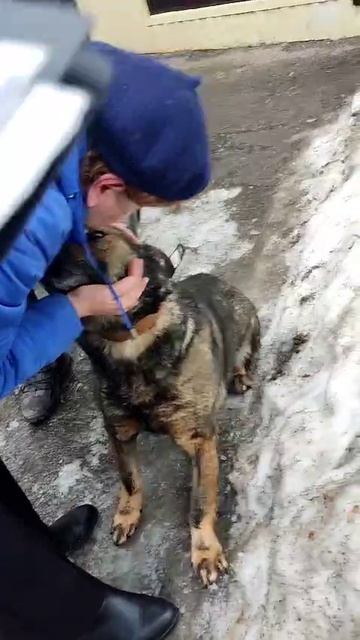 🐕 Безнадзорные собаки обрели своих владельцев  Специалисты городского управления по благоустройству