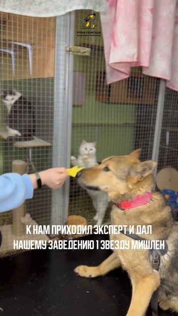 У нас своя звезда Мишлен! Поддержать⬇️