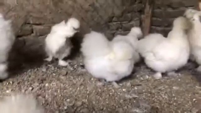 Куры китайски шолк