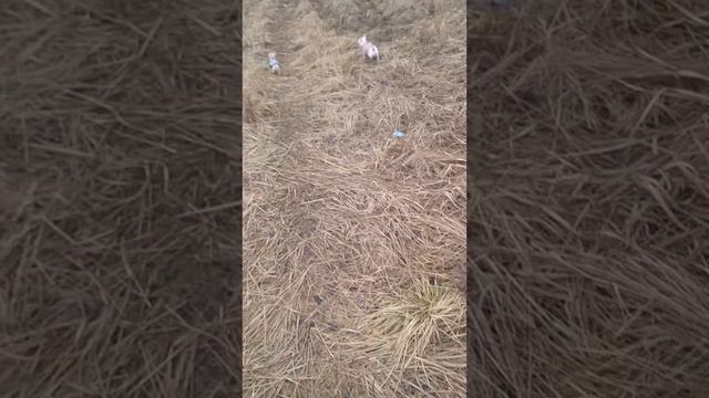 1000066831.mp4