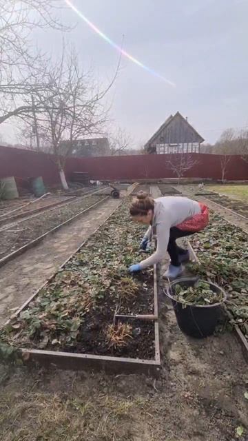 Первое, что нужно сделать с клубникой после зимы🍓