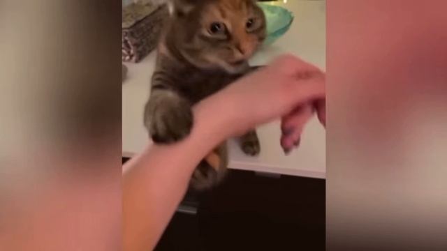 СМЕШНЫЕ ЖИВОТНЫЕ И ДЕТИ #котики #собачки #дети #смех #юмор #животные