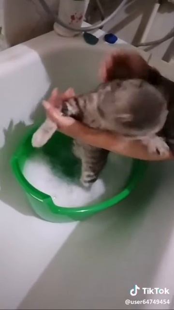 Кот разгаваривает.mp4