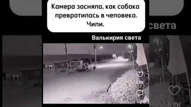 Камера засняла,как собака превратилась в человека.