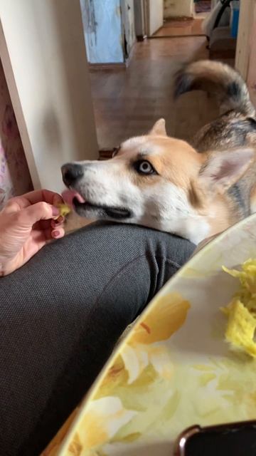 Соблазн
#хаски #щенок #собака #домашниеживотные #БрюликиЛиска
#dog