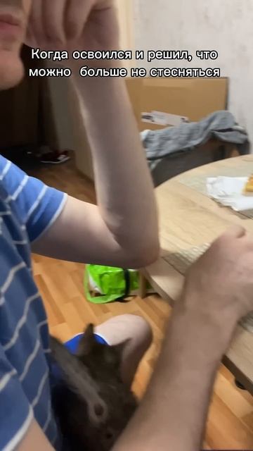 Подобрали милашку-скромняшку котенка, но что-то пошло не плану… #кот #котята #котенок #кошка