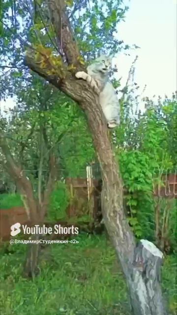 На природе 🦁🐯🐱🐈🐅🐆