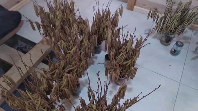Збір пилку фундука. Процес пішов