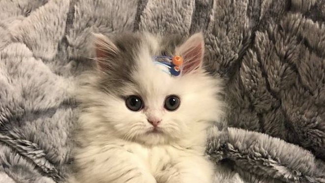 котята  =^._.^= ∫