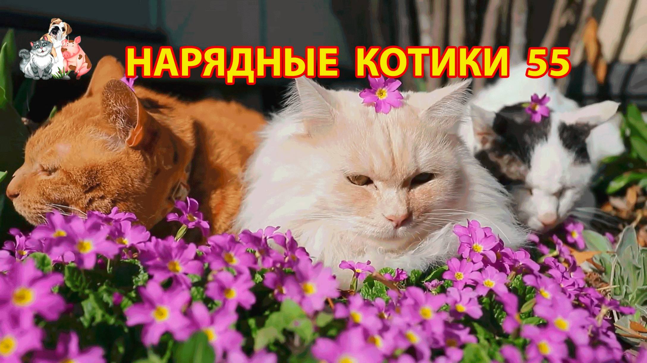 Нарядные Котики расслабляются на солнышке 🌞 🐈🐈⬛🐈 (55)