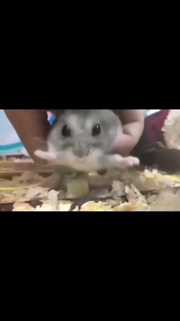 улёт хомячка