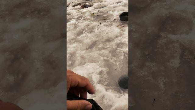 Хорошая попалась