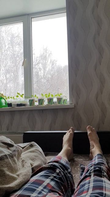 помидоры огурцы