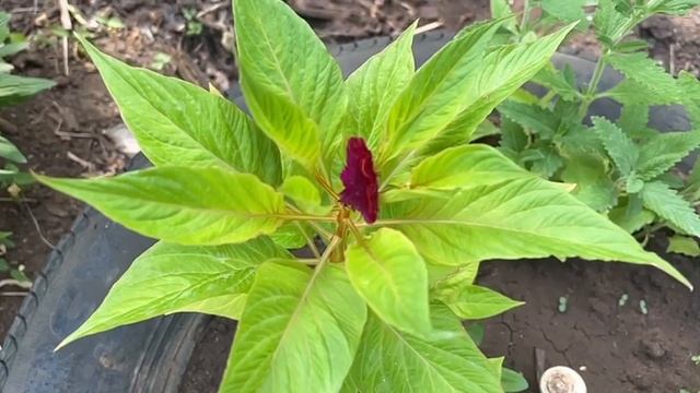 Воспоминания о лете