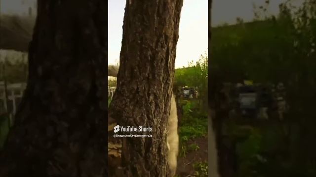 Хулиганим 🐯🦁🐆🐅🐈🐱