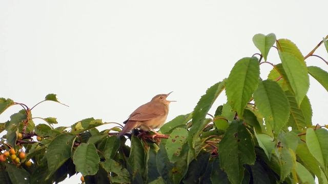 Schlagschwirl singt in der Eifel. Teil 2. River Warbler sings