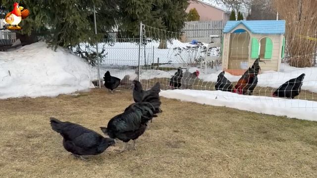 Идеальное птицеводство достойно восхищения 🐓🦆🦢🦚🦃🐔 эпизод (101)