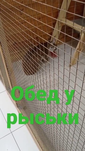 Обед у рыси #рысь #хищница #охотница #киска #нямням #обед