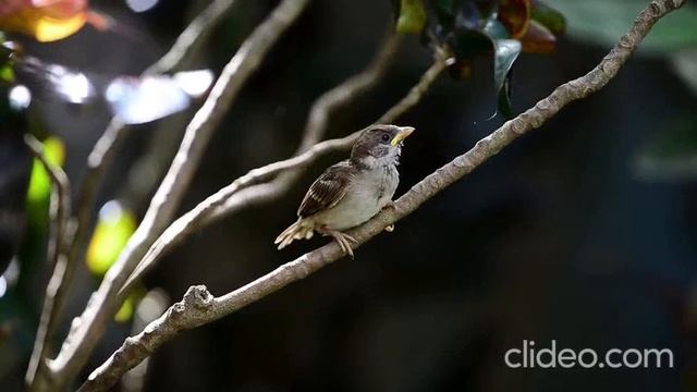 Птица Счастье.