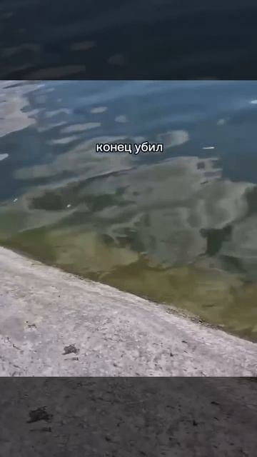 Пёс утонул?