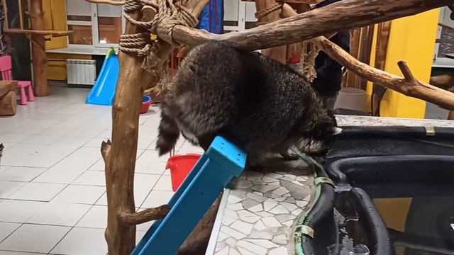 Самый толстый енот полез купаться!